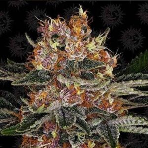 Purple Punch Auto - Barney`s Farm