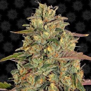 Amnesia Lemon - Barney`s Farm