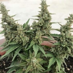 Super Lemon Haze Auto