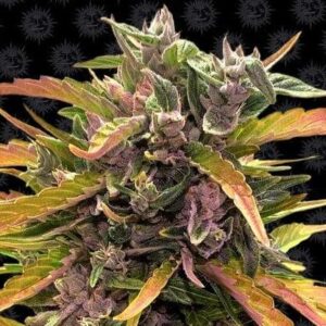 Gorilla Glue Auto - Barney`s Farm