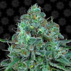 Critical Kush - Barney`s Farm