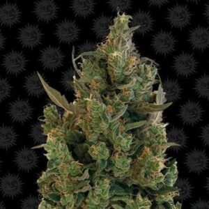 Blueberry Cheese - Barney`s Farm