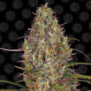 Glue Gelato Auto - Barney`s Farm