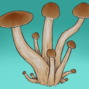 Growkit | Golden Teacher Full Auto