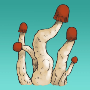 Growkit | MVP Full Auto